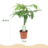 Livraison plante Pachira Aquatica