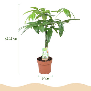 Livraison plante Pachira Aquatica