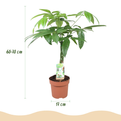 Livraison plante Pachira Aquatica