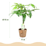 Livraison plante Pachira aquatica et panier H65 cm