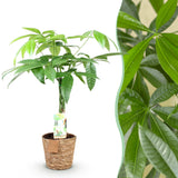 Livraison plante Pachira aquatica et panier H65 cm