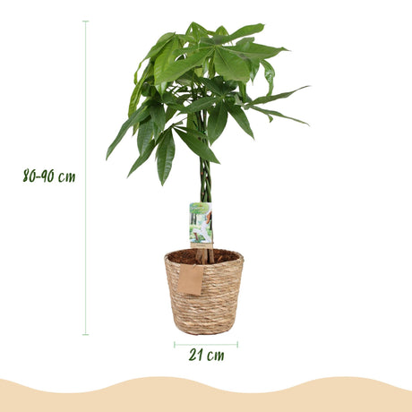 Livraison plante Pachira Aquatica et panier H90cm