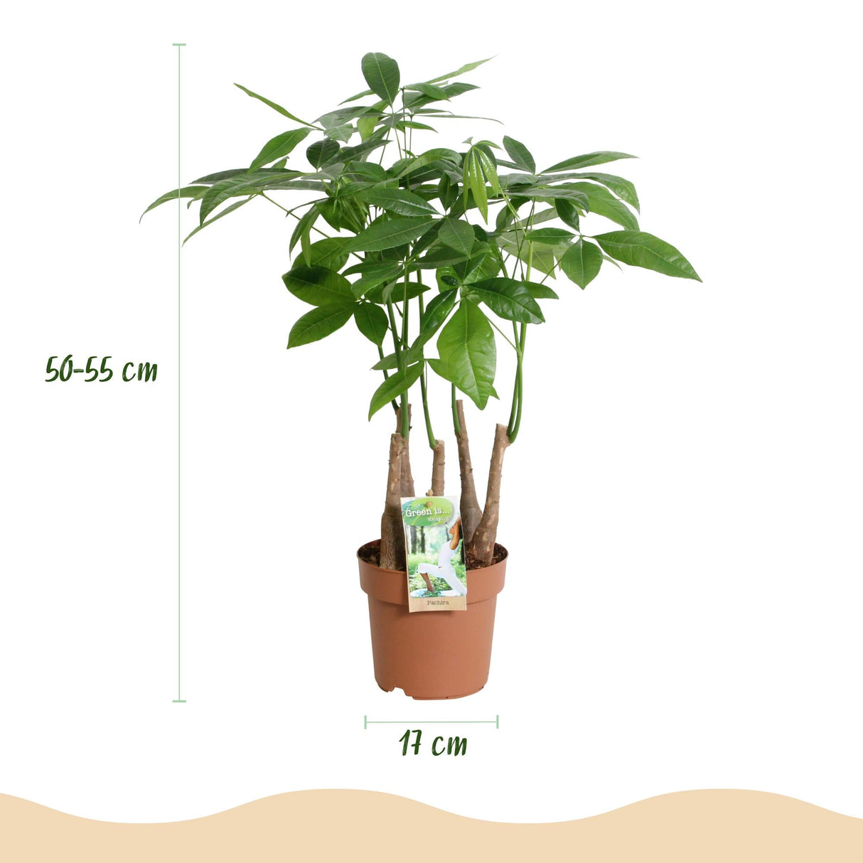 Livraison plante Pachira Aquatica multi - tiges
