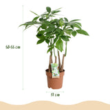 Livraison plante Pachira Aquatica multi - tiges