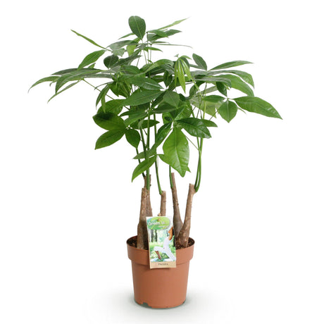 Livraison plante Pachira Aquatica multi - tiges
