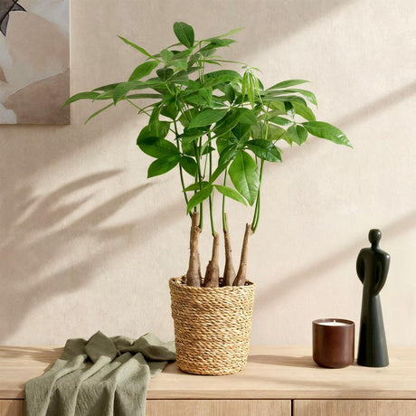 Livraison plante Pachira aquatica multi - tiges – Lot de 2 – Hauteur 50 - 55 cm