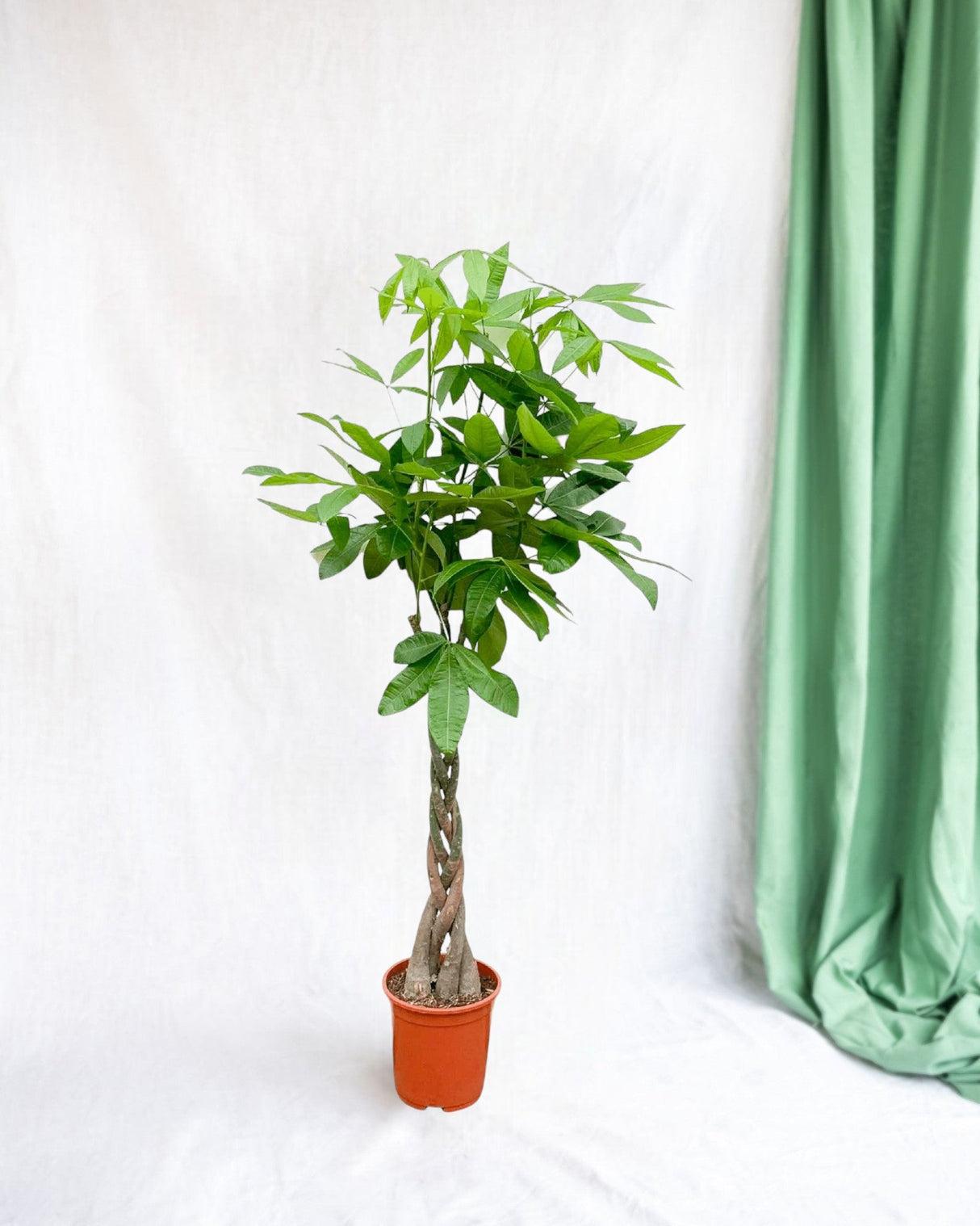 Livraison plante Pachira Aquatica tressé - 160cm - ø27