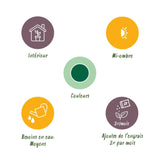 Livraison plante Pachira Aquatica tronc tressé