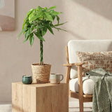 Livraison plante Pachira Aquatica tronc tressé