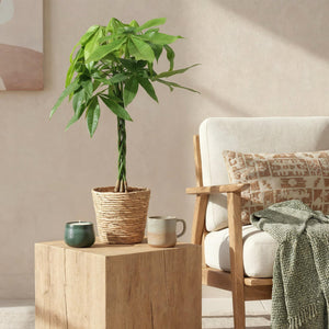 Livraison plante Pachira Aquatica tronc tressé