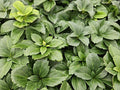 Pachisandra de Japón (Pachysandra terminalis) 'Terminalis'