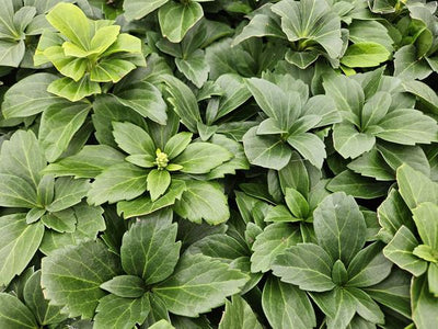 Pachisandra de Japón (Pachysandra terminalis) 'Terminalis'