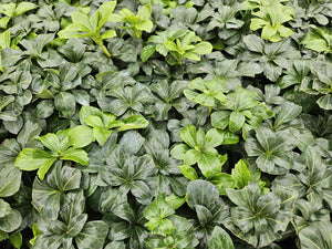 Livraison plante Pachysandre du Japon 'Green Sheen'