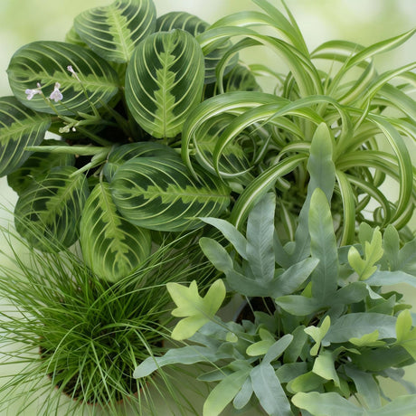 Livraison plante Pack 4 plantes dépolluantes