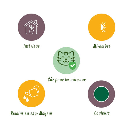 Livraison plante Pack 4 plantes dépolluantes