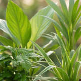 Livraison plante Pack 4 plantes dépolluantes