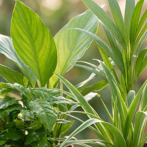 Livraison plante Pack 4 plantes dépolluantes