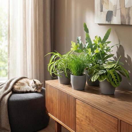 Livraison plante Pack 4 plantes dépolluantes