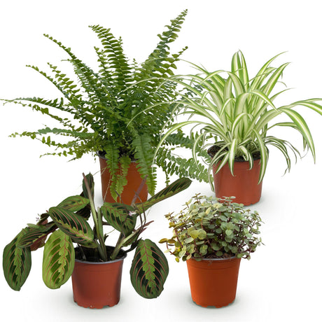 Livraison plante Pack 4 plantes pets friendly