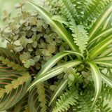 Livraison plante Pack 4 plantes pets friendly