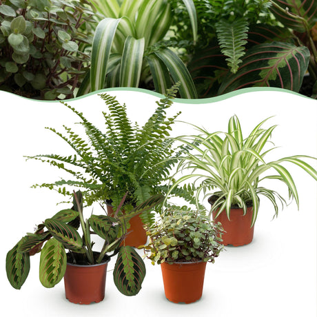 Livraison plante Pack 4 plantes pets friendly