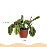 Livraison plante Pack 4 plantes pets friendly
