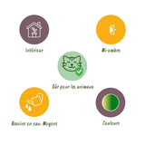 Livraison plante Pack Cyperus - Calissia - Chlorophytum