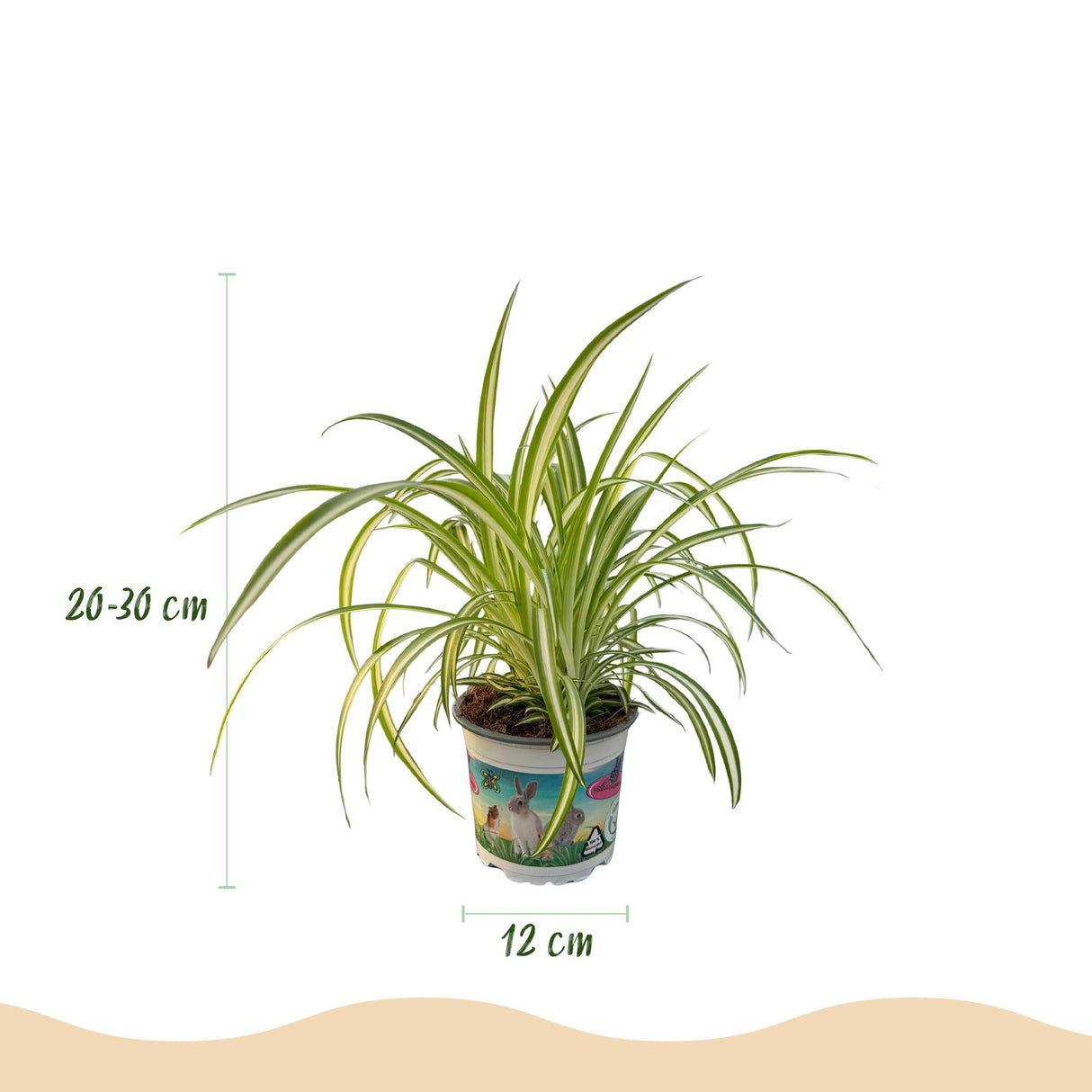 Livraison plante Pack Cyperus - Calissia - Chlorophytum