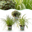 Livraison plante Pack Cyperus - Calissia - Chlorophytum