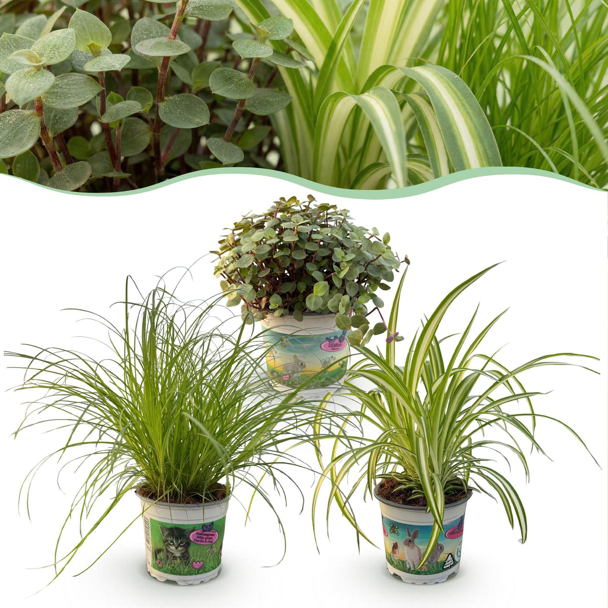 Livraison plante Pack Cyperus - Calissia - Chlorophytum