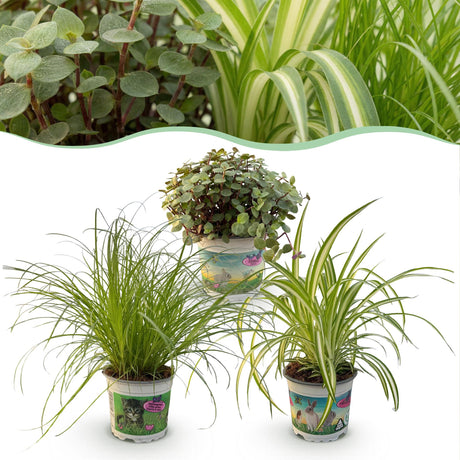 Livraison plante Pack Cyperus - Calissia - Chlorophytum