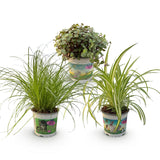 Livraison plante Pack Cyperus - Calissia - Chlorophytum