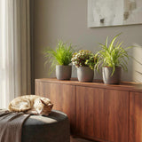 Livraison plante Pack Cyperus - Calissia - Chlorophytum