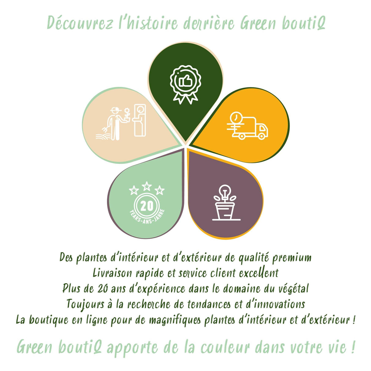 Livraison plante Pack Cyperus - Calissia - Chlorophytum