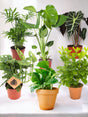 Livraison plante Pack de 6 Plantes Jungle