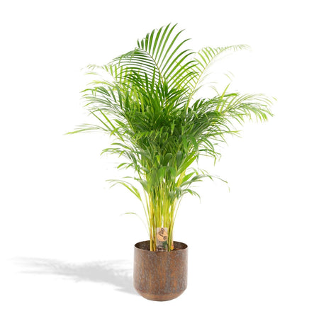 Livraison plante Palmier Areca XL et son cache h130cm