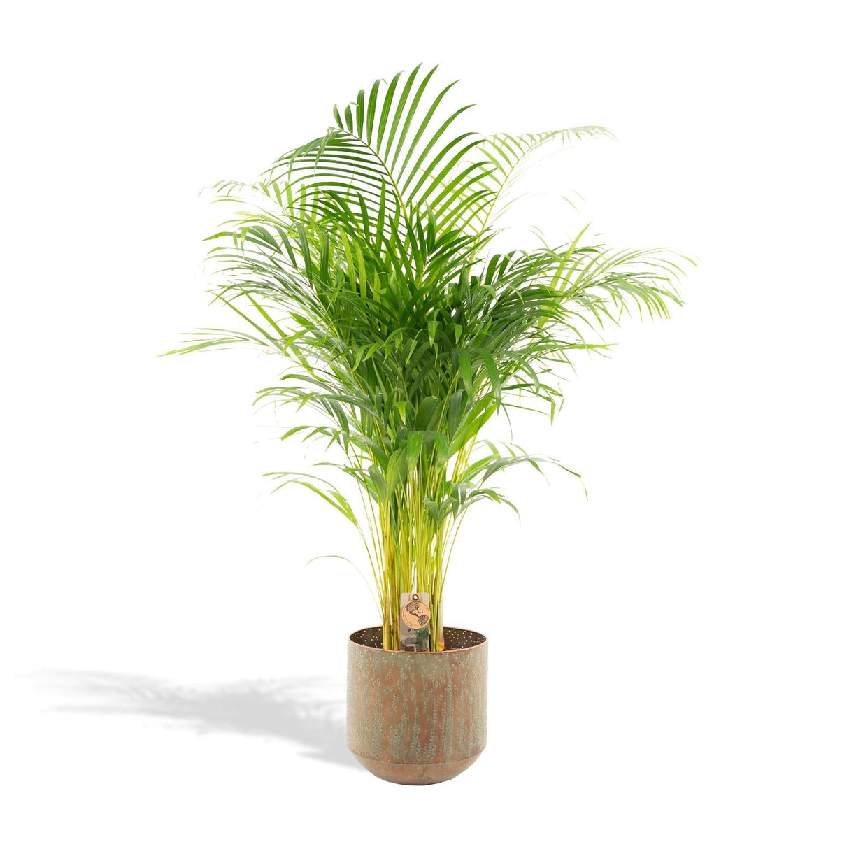 Livraison plante Palmier Areca XL et son cache h130cm