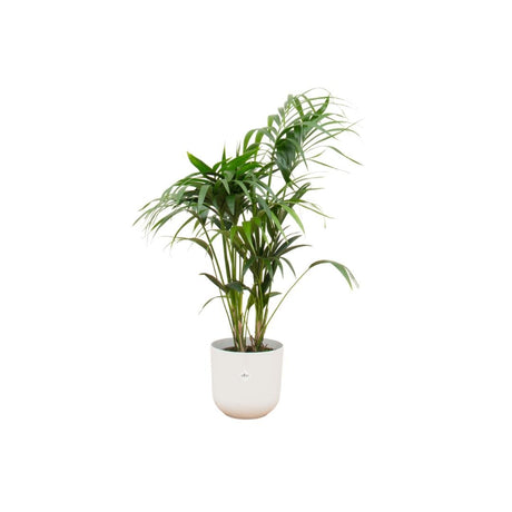 Livraison plante Palmier Kentia 160cm et son pot