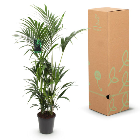 Livraison plante Palmier Kentia Forsteriana d27cm H160 cm