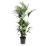Livraison plante Palmier Kentia Forsteriana d27cm H160 cm