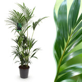 Livraison plante Palmier Kentia Forsteriana d27cm H160 cm