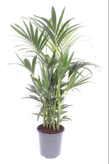 Livraison plante Palmier Kentia - h120cm, Ø27cm - grande plante d'intérieur