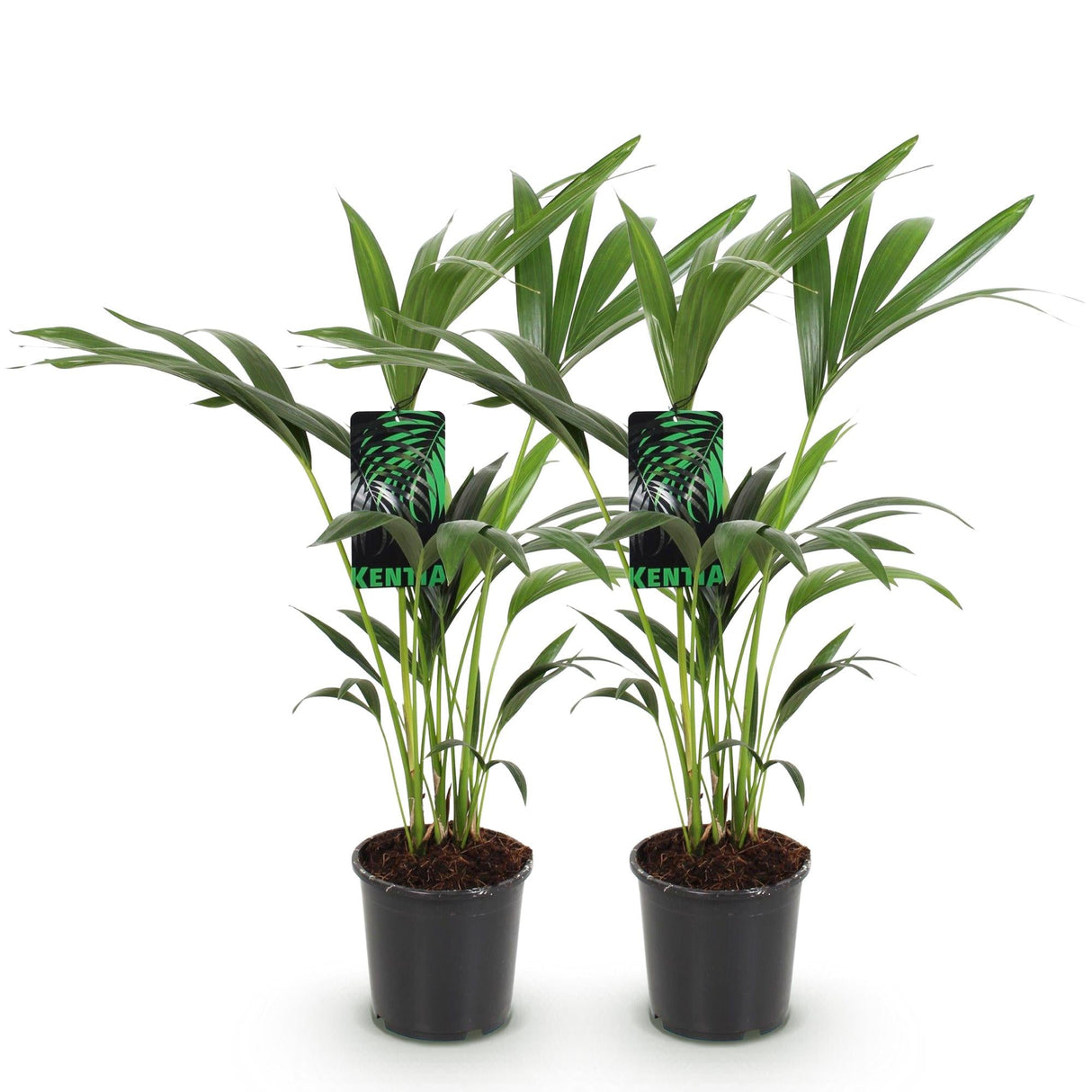 Livraison plante Palmier Kentia – Lot de 2 – Pot 17 cm – Hauteur 70 cm