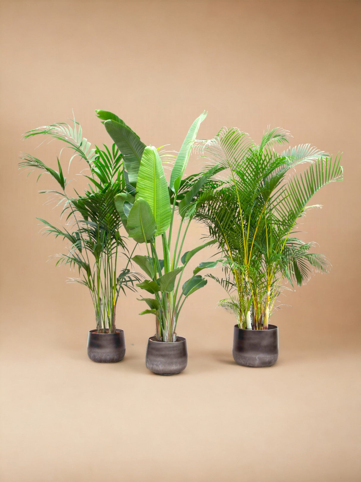 Livraison plante Palmier Kentia, Strelitzia Augusta, Palmier Areca - Lot de 3 plantes - Coffret cadeau