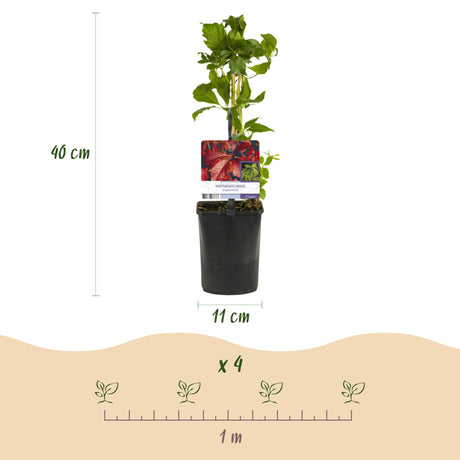 Livraison plante Parthenocissus Engelmannii – Lot de 2 – Pot 11 cm