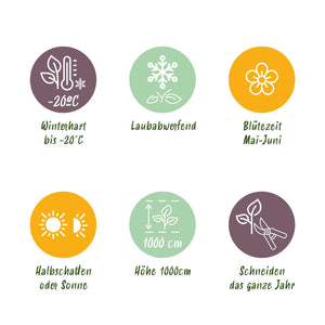 Livraison plante Parthenocissus Engelmannii – Lot de 2 – Pot 11 cm