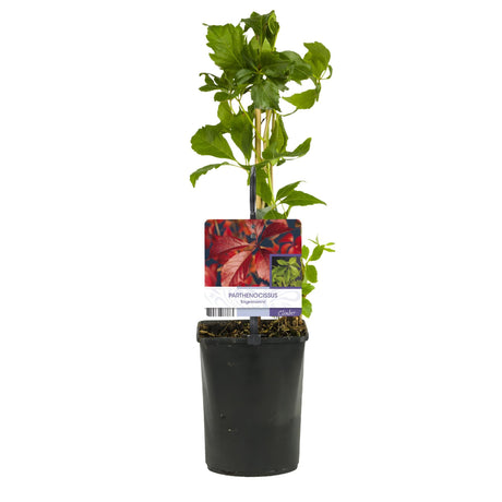 Livraison plante Parthenocissus Engelmannii – Lot de 2 – Pot 11 cm