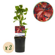 Livraison plante Parthenocissus Engelmannii – Lot de 2 – Pot 11 cm