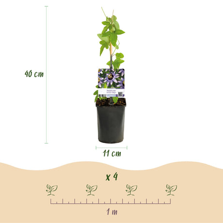 Livraison plante Passiflora Rainbow – Lot de 4 – Pot 11 cm – Hauteur 40 cm