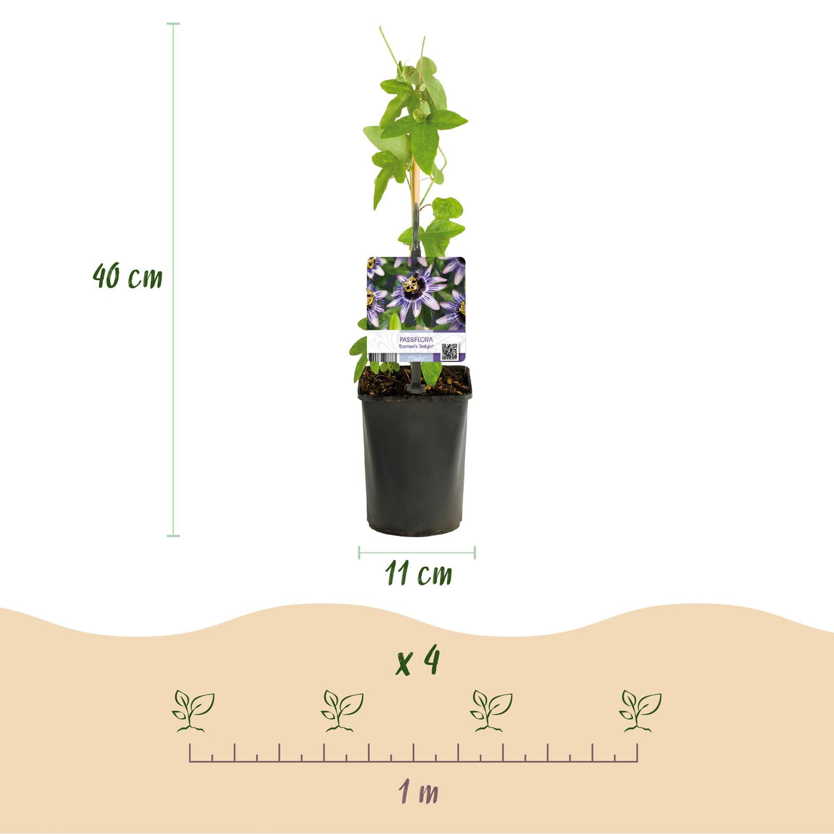 Livraison plante Passiflore Damsel's Delight – Lot de 2 – Pot 11 cm